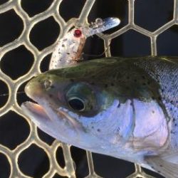 フィッシング サンクチュアリ 釣果