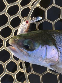 フィッシング サンクチュアリ 釣果