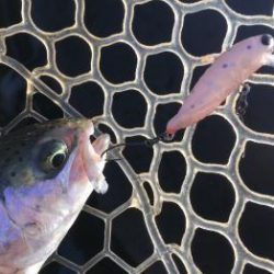 フィッシング サンクチュアリ 釣果