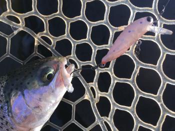 フィッシング サンクチュアリ 釣果