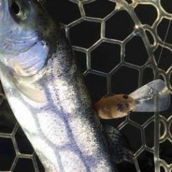 フィッシング サンクチュアリ 釣果