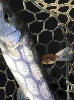 フィッシング サンクチュアリ 釣果