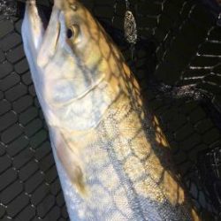 フィッシング サンクチュアリ 釣果