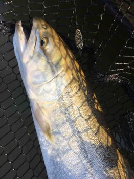 フィッシング サンクチュアリ 釣果