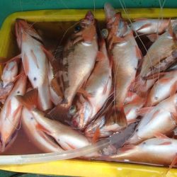 第二むつ漁丸 釣果