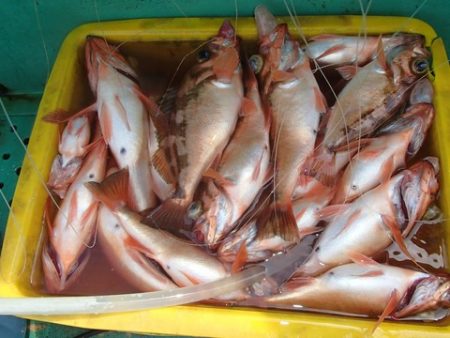 第二むつ漁丸 釣果