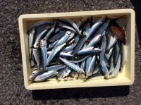 和歌山マリーナシティ釣り公園 釣果