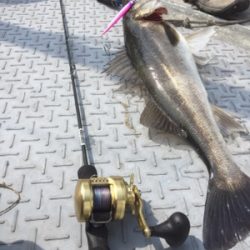 シーモンキー 釣果