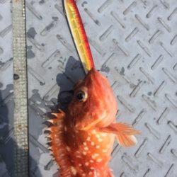 シーモンキー 釣果