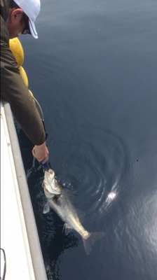 シーモンキー 釣果