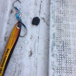 シーモンキー 釣果