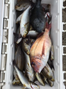 小倉丸 釣果