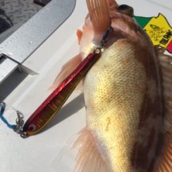 シーモンキー 釣果