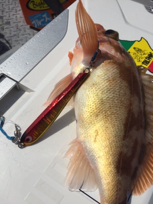 シーモンキー 釣果