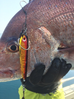 シーモンキー 釣果