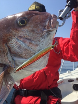 シーモンキー 釣果