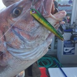 シーモンキー 釣果