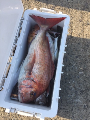 シーモンキー 釣果