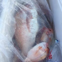 シーモンキー 釣果