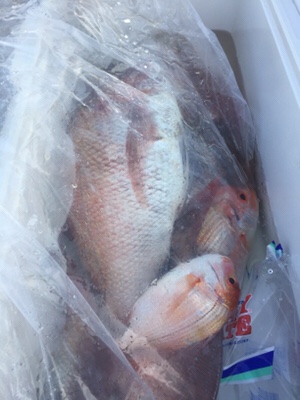 シーモンキー 釣果