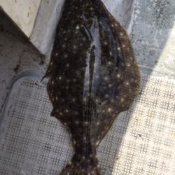 シーモンキー 釣果