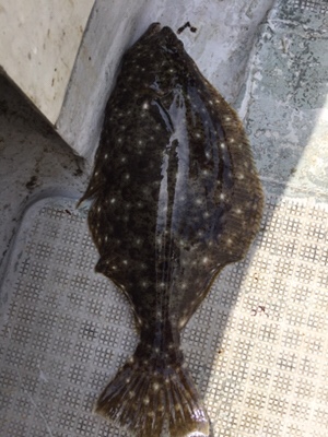 シーモンキー 釣果