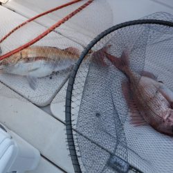 BlueNote Fishing Taxi 釣果