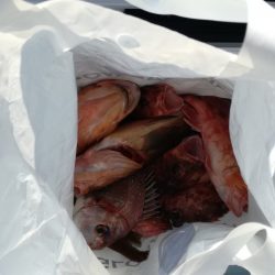 リトルワン 釣果