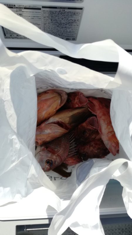 リトルワン 釣果