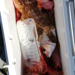 リトルワン 釣果