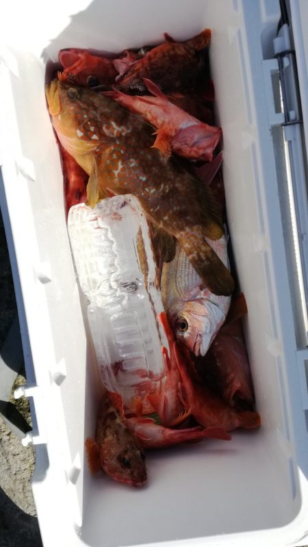 リトルワン 釣果