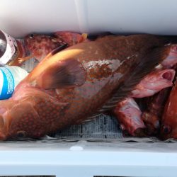 リトルワン 釣果