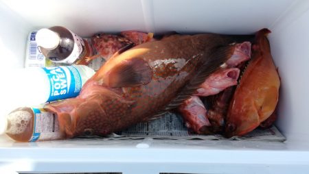 リトルワン 釣果