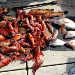 リトルワン 釣果