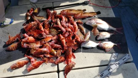 リトルワン 釣果