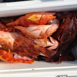 リトルワン 釣果