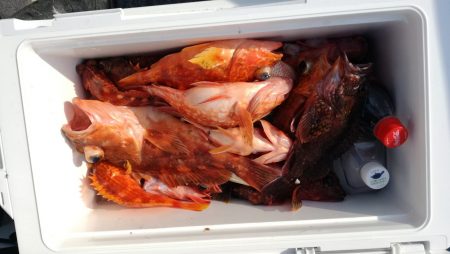 リトルワン 釣果