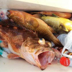 リトルワン 釣果