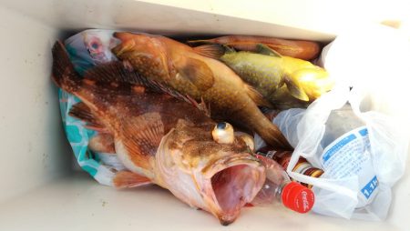 リトルワン 釣果