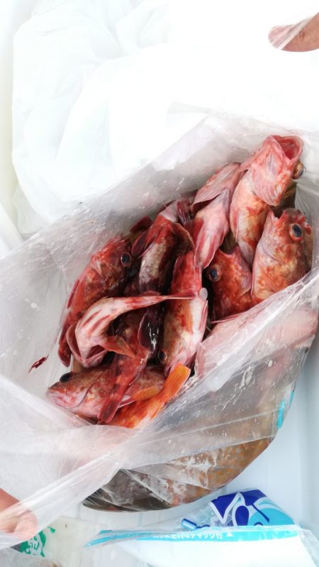 リトルワン 釣果