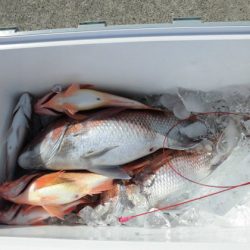 大進丸(新潟) 釣果