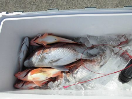 大進丸(新潟) 釣果