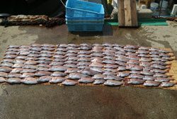 魚英 釣果