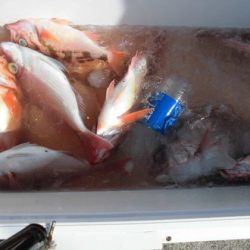 大進丸(新潟) 釣果