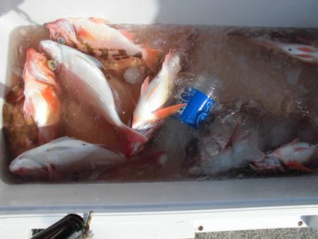 大進丸(新潟) 釣果