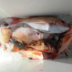 大進丸(新潟) 釣果