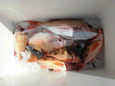 大進丸(新潟) 釣果