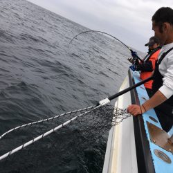 松鶴丸 釣果
