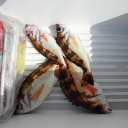 大進丸(新潟) 釣果