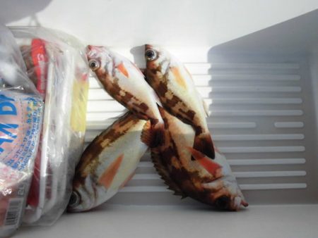 大進丸(新潟) 釣果